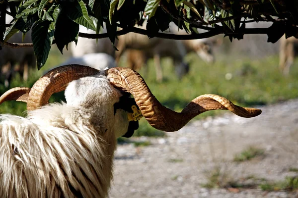 Ram with long horns — Stock Photo, Image