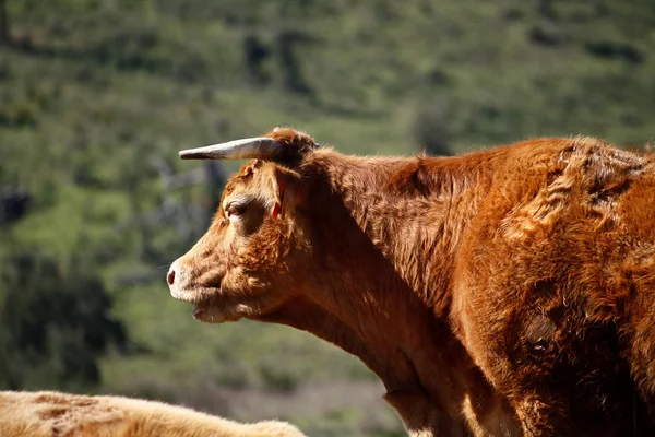 Kahverengi inek — Stok fotoğraf
