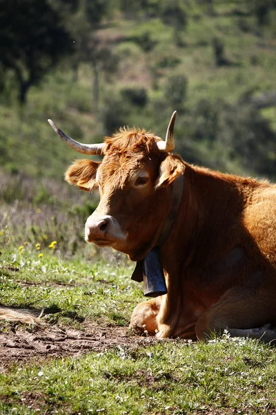 stock image Cow sitting of the grass