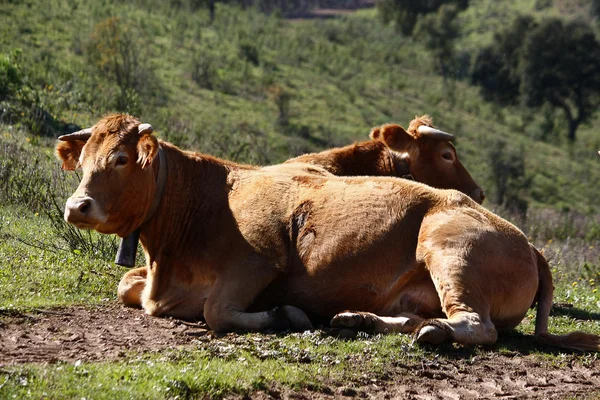 Корови сидять на траві — стокове фото