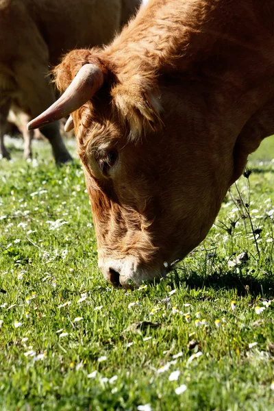Comer vaca — Fotografia de Stock