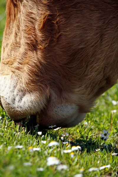 Vaca castanha — Fotografia de Stock