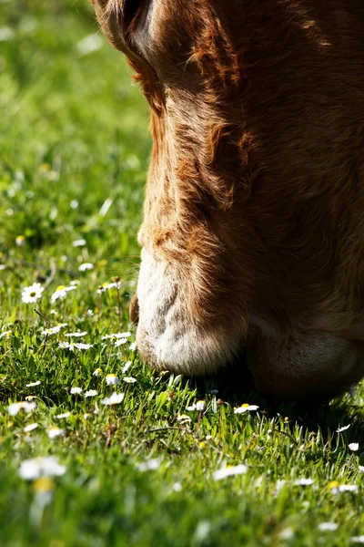 Zavřít pohled hnědé krávy, jíst trávu — Stock fotografie
