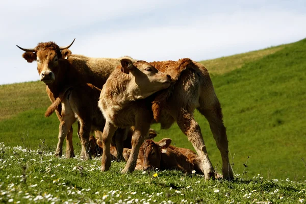 Cows on the grass — Stock Photo, Image