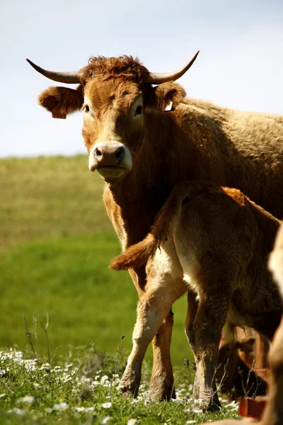 Krowy na trawie — Zdjęcie stockowe