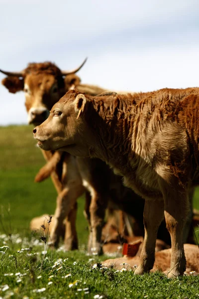Vacas na relva — Fotografia de Stock