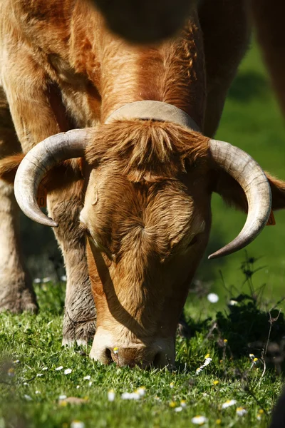 Mucca che mangia — Foto Stock
