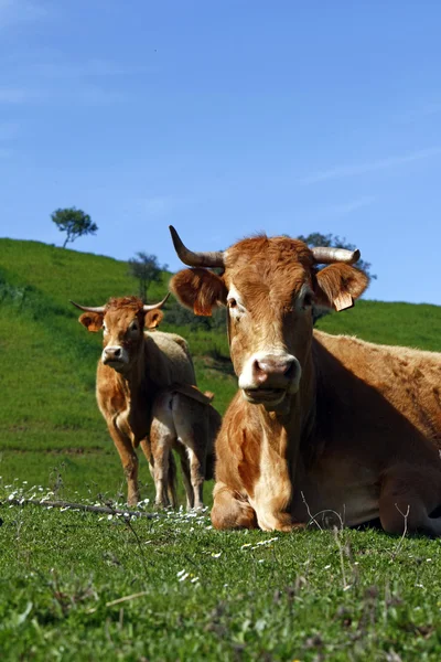 풀 위의 소들 — 스톡 사진