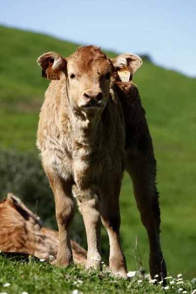 Vaca mirando fijamente — Foto de Stock