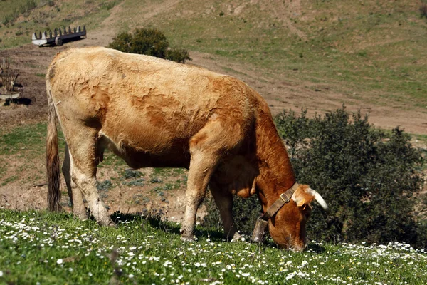 Krowy jedzenie trawy — Zdjęcie stockowe