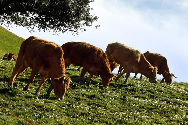 Vacas na relva — Fotografia de Stock