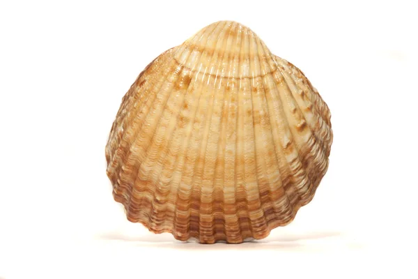 Yarım tarak shell — Stok fotoğraf