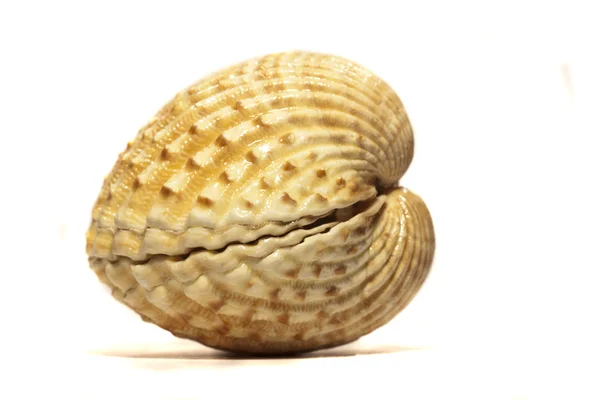 Гаражі seashell — стокове фото