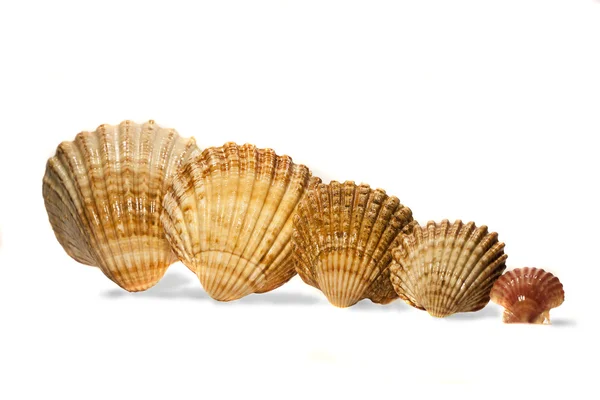 Several shells aligned — Stock Photo, Image