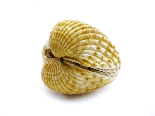 Uzavřené hřebenatka shell — Stock fotografie