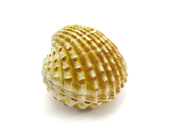Closed scallop shell — Stock Photo, Image