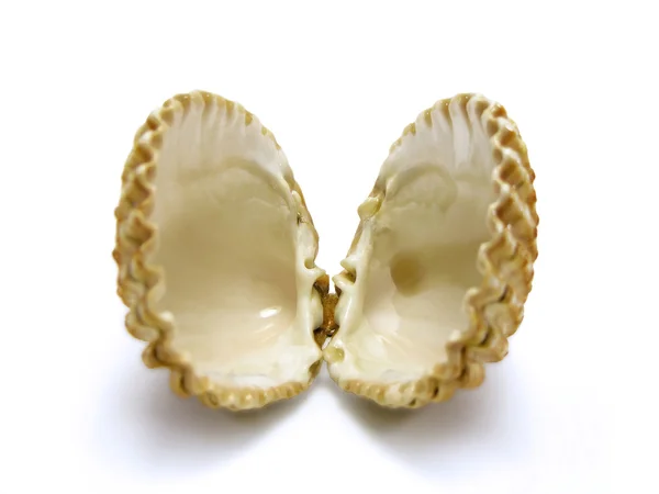 Open scallop shell — Stock Photo, Image