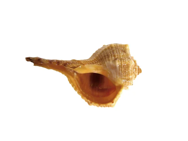 Черевоногих молюсків морем Шелл — стокове фото
