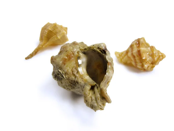 Conchas de Tritão — Fotografia de Stock