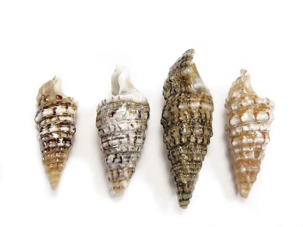 Tibia sea shells allined together — Stock Photo, Image