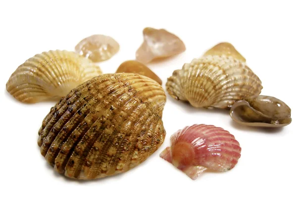 Mehrere Arten von Muscheln — Stockfoto