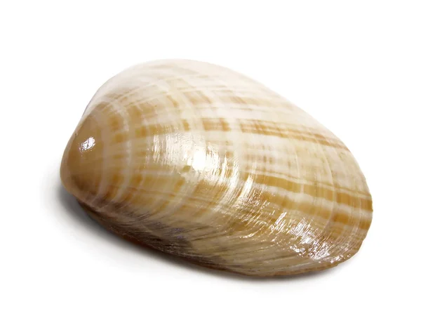 Donax sea shell — Stock Photo, Image