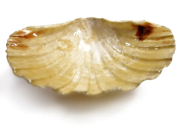 Donax sea shellyarı deniz kabuğu saygısız — Stok fotoğraf