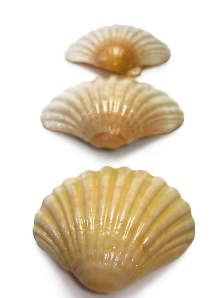 Scallop trio sea shells — Stock Photo, Image