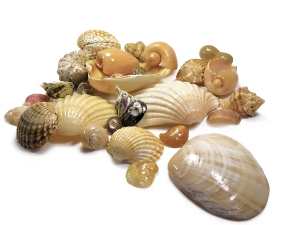 Bunch of sea shells — Stock Photo, Image