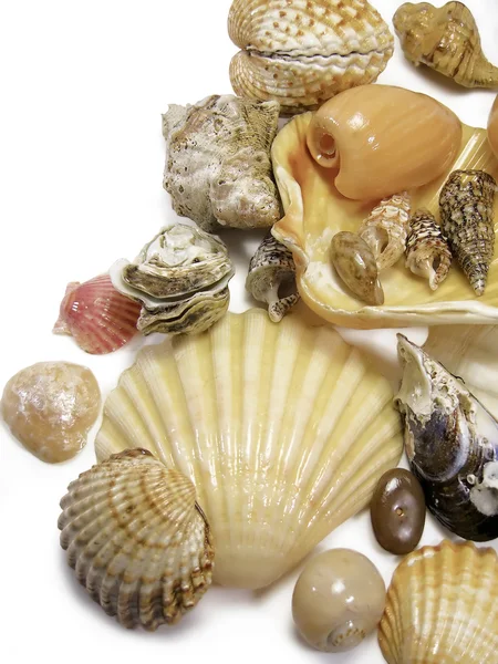 Right seashells on white — Stock Photo, Image