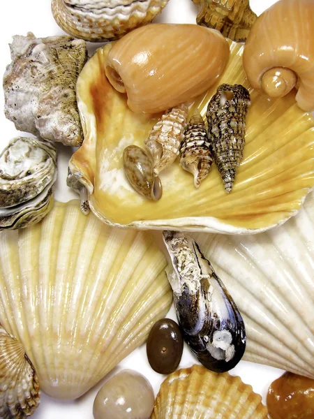 Several sea shells on white — Stock Photo, Image