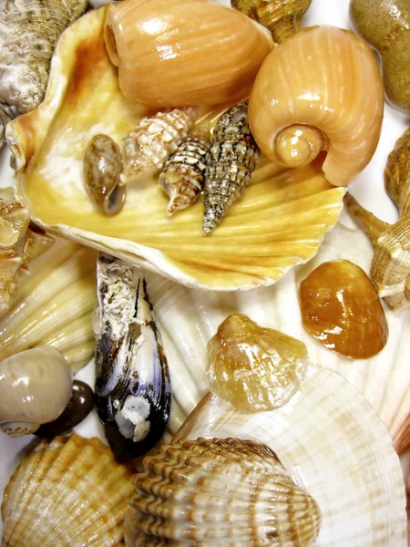 Many seashells — Stock Photo, Image