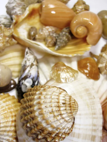 Several types of sea shells — Stock Photo, Image