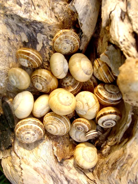 Bunch of snails — Stock Photo, Image