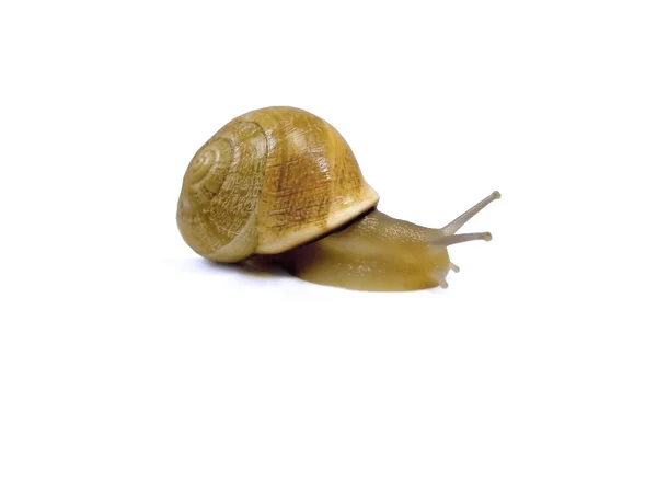 Brownish Snail — Stock Photo, Image
