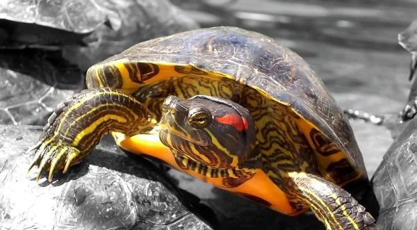 Red-Eared Turtle — Stock Photo, Image