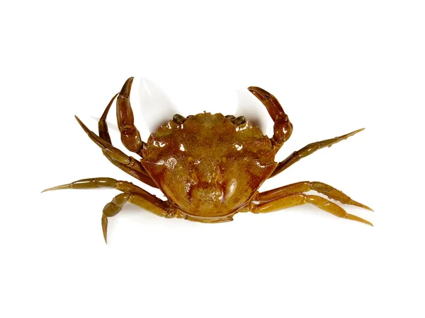 stock image Crab top view