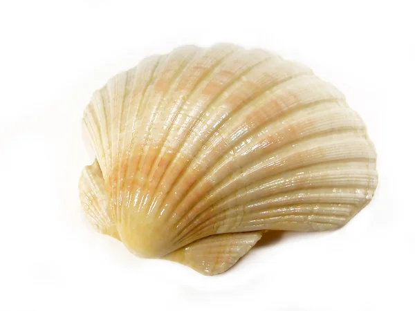 Scallop seashell — Stock Photo, Image