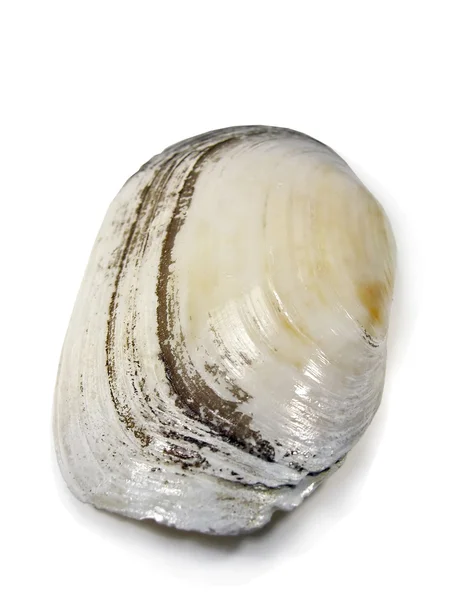 Donax sea shell — Stock Photo, Image
