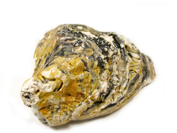 stock image Oyster Shell