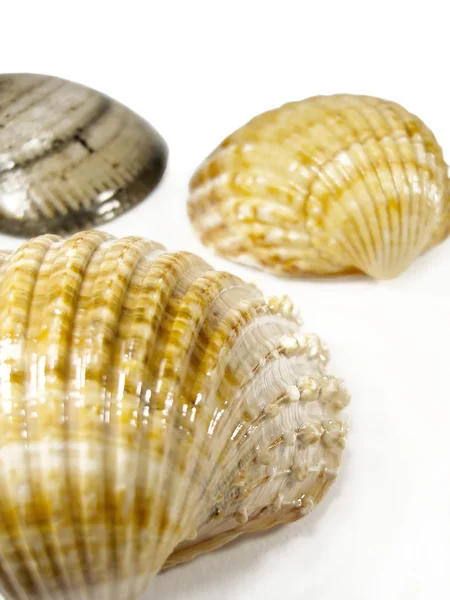Three cokle seashells — Stock Photo, Image