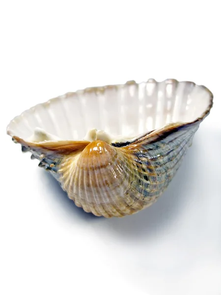 Cockle deniz kabuğu — Stok fotoğraf