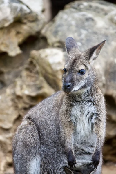 Cute wallaby — Stock Photo, Image