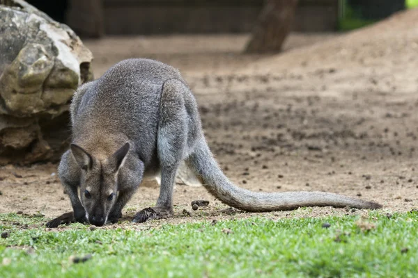 Bonito wallaby — Fotografia de Stock