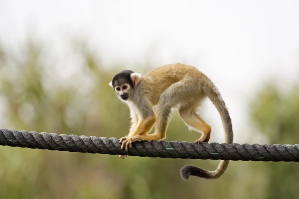 stock image Black-capped Squirrel Monkey