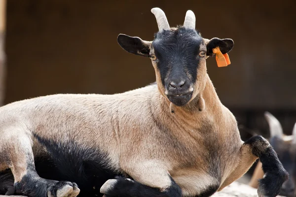 Коричневая и чёрная коза — стоковое фото