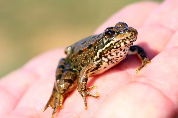 欧洲常见的青蛙 — 图库照片