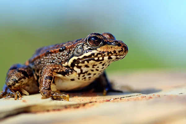 Europejskiej żaba — Zdjęcie stockowe