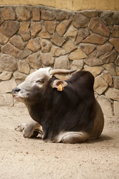 Zebu boskap — Stockfoto