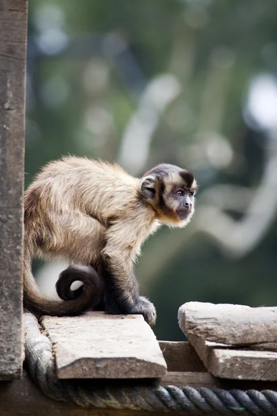 Capuchino con capuchino negro — Foto de Stock
